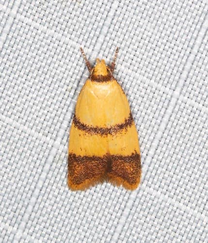 Heteroteucha translatella