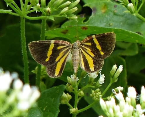 Heterusia quadruplicaria