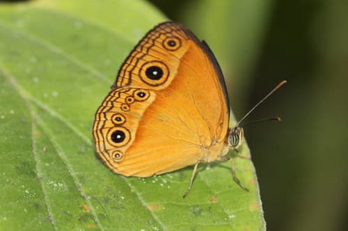 Hewitson's Bushbrown