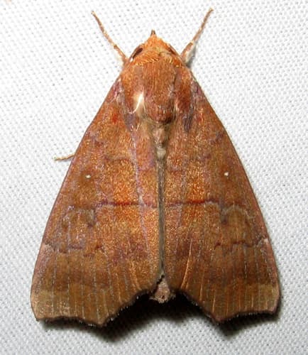 Hibiscus Leaf Caterpillar Moth