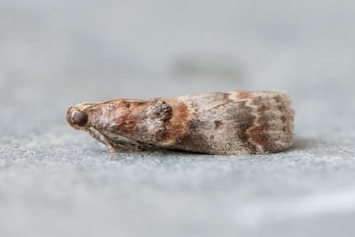 Hickory Leafstem Borer Moth