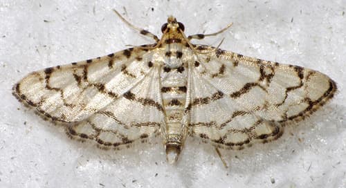 Hileithia rehamalis
