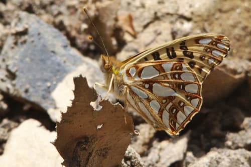 Himalayan Queen Fritillary
