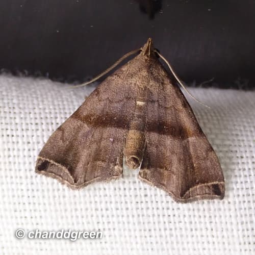 No widely accepted common name