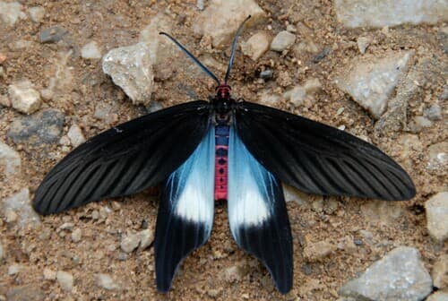 Histia flabellicornis