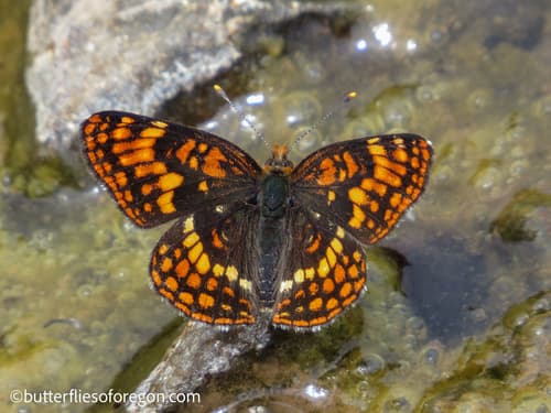 Hoffmann's Checkerspot