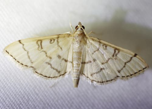 Hollow-spotted Blepharomastix Moth