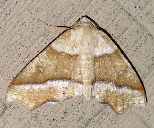 Hollow-spotted Plagodis Moth