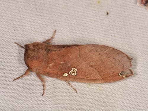 Hollow-spotted Prominent