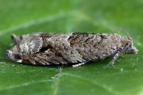 Holly Tortrix