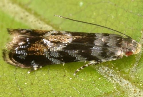 Holophysis emblemella