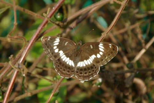 Honshu White Admiral