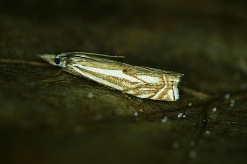 Hook-streaked Grass-veneer