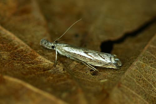 Hook-tipped Grass-veneer