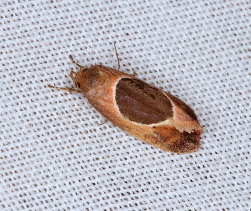 Hoplomorpha abalienella