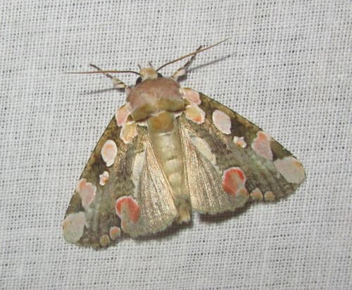 Horithyatira decorata
