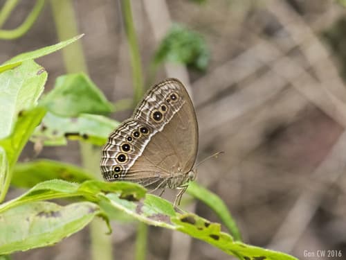 Horsfield's Bushbrown