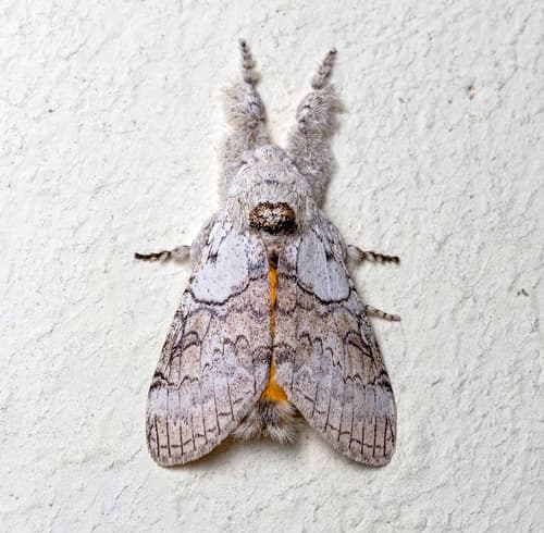Horsfield's Tussock Moth