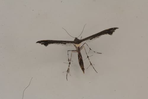 Hourglass Plume Moth