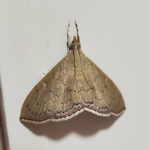 Hyalobathra crenulata