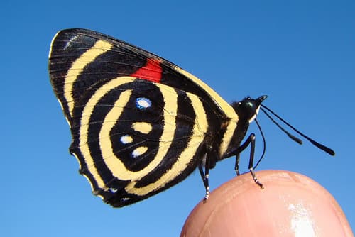 Hydaspes Eighty-Eight