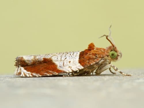 Hydrangea Leaftier Moth