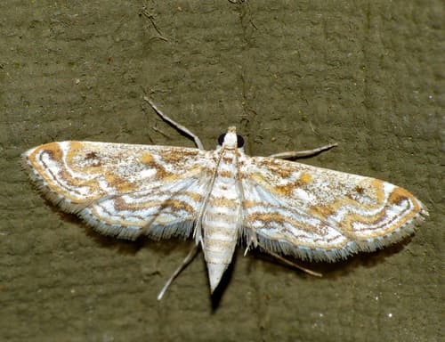 Hydrilla Leafcutter Moth