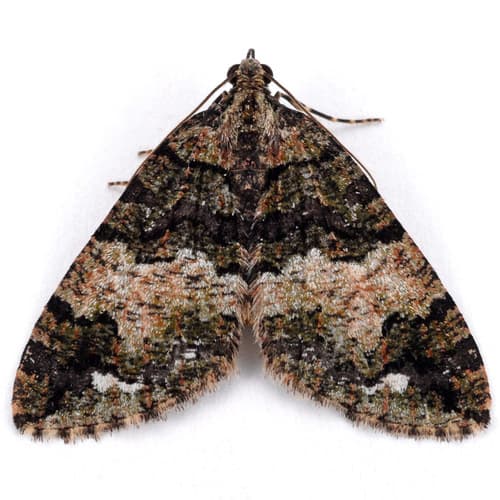 White-banded Carpet
