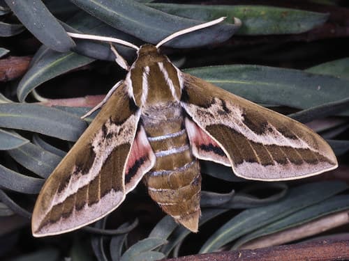 Dahl's Spurge Hawk-moth