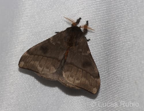 Black Hylesia Moth