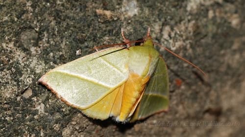 Hylophilodes tsukusensis