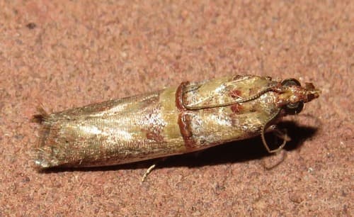Metallic-sheened Moth