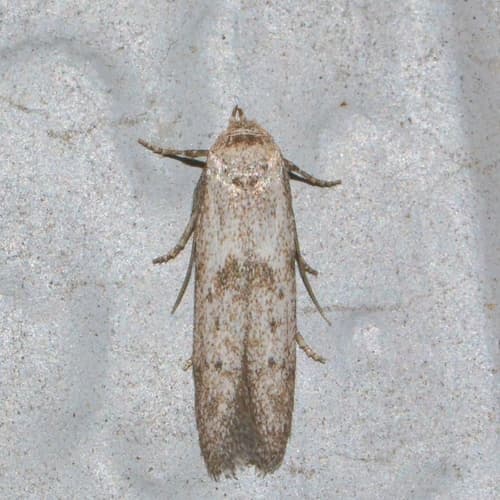 Hypatopa punctiferella