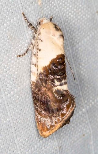 Hypertropha chlaenota