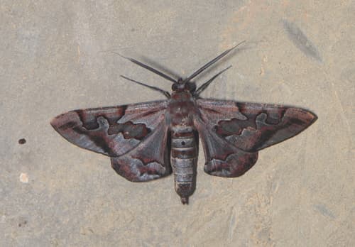 Hypochrosis binexata