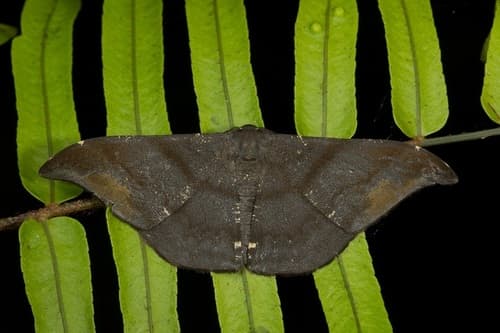 Aquilaria Looper Moth