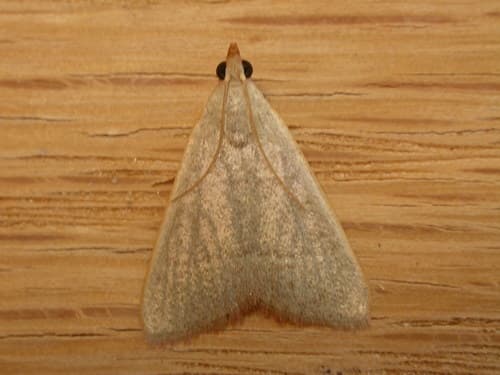 Albidalis Snout Moth