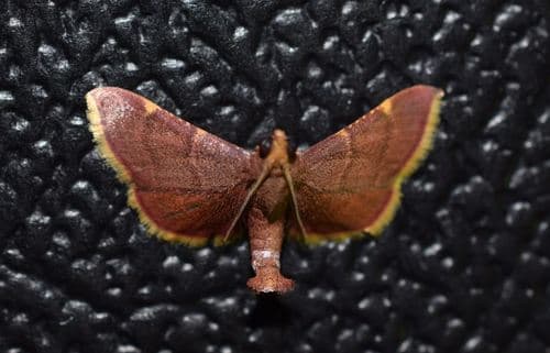Pelasgalis Snout Moth