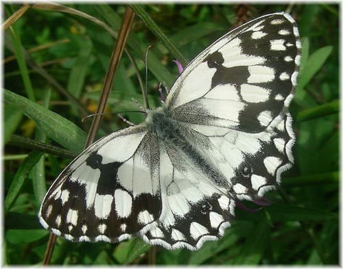 Iberian marbled white