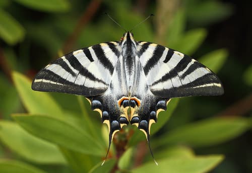 Iberian Scarce Swallowtail
