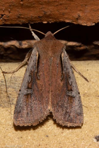 Ichneutica atristriga