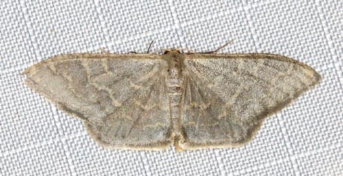 Idaea coercita