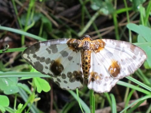 Illuminated Magpie Moth