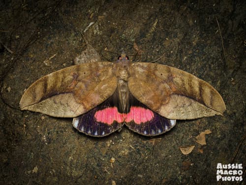 Imperial Fruit Sucking Moth