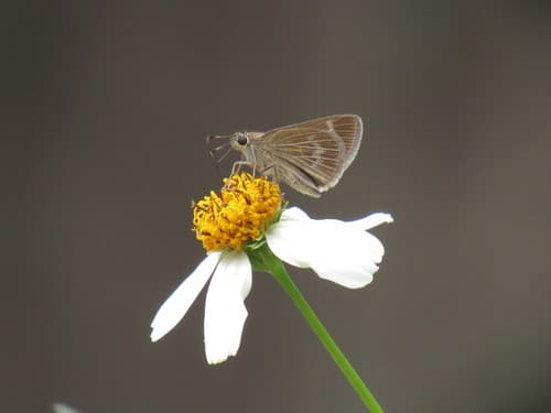 Inca Skipper