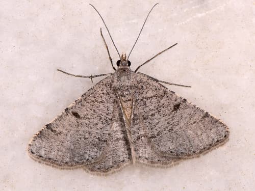 Inconspicuous Thornyvalve