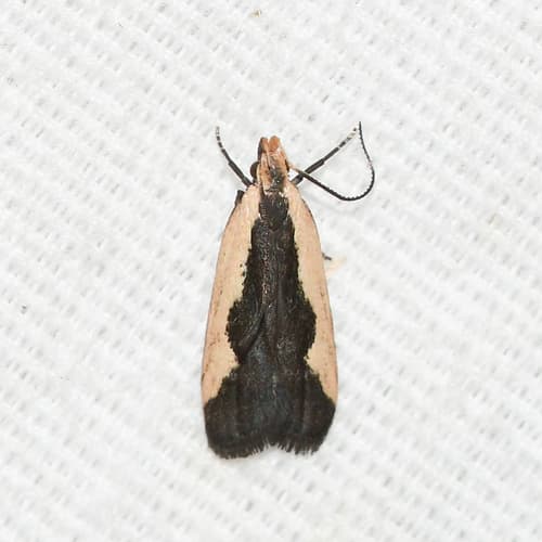 Indented Dichomeris Moth
