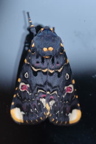 Indian Lily Moth