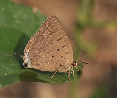 Indian Oakblue