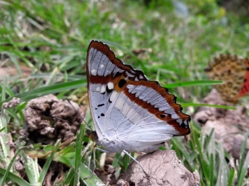 Indian Purple Emperor